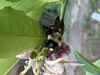 Bee "sleeping" near flower in the evening