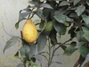 Yellow lemon and green leaves