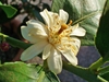Whitish flower with multiple stamens