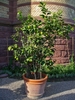Lemon tree growing in a pot