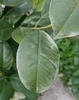 Closeup of green oval leaf