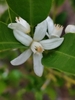 Closeup of a 5-petaled white flower