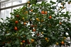 Bushy tree with orange fruits in various stages of maturity