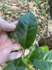 Green oval leaf with a winged stem