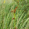 Form