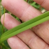 Leaf detail