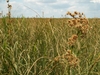 Native habitat