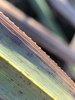 Scabrous margin of leaf