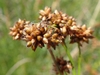 Seedheads