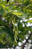 Immature fruits (bean pods)