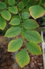 leaves