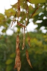 Mature fruits (bean pods)