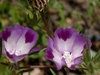 Pink flowers with 4 petals. Each petal has dark pink blotch.