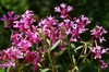 Pink flowers with 4 deeply lobed petals.