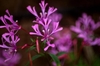 Pink flowers with 4 deeply lobed petals.