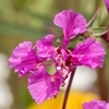 close-up of a pink flower with deeply lobed petals