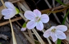 Claytonia caroliniana