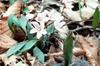 Claytonia caroliniana