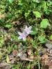 spring flower, Union County, NC