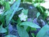 Claytonia caroliniana
