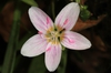 Flower detail