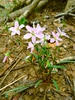 Form