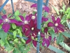 flower, Charlotte NC
