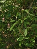 Clematis crispa