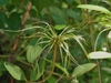 Clematis crispa