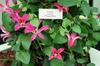 Clematis texensis