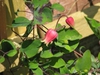 Clematis texensis