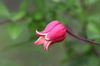 Clematis texensis