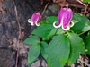 Clematis viorna