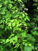 Form