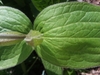 Leaf Margin - April 15 -Wake Co., NC