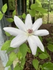 Large white flower.