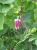 leaves and flowers