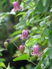 Flower and leaves