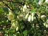 White flowers on a dense vine.