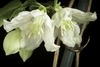 Close-up of two white flowers.