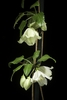 White flowers on a vining stem.