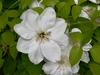 Large broad white petals  dense cluster of yellow stamens