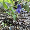 Low, sprawling herbaceous plant with pendulous blue flower