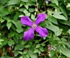 leaves and flowers