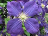 leaves and flowers