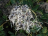 Clematis recta