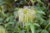 leaves and flowers