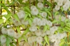 leaves and flowers