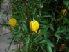 leaves and flowers