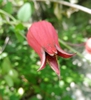 Flower and leaves